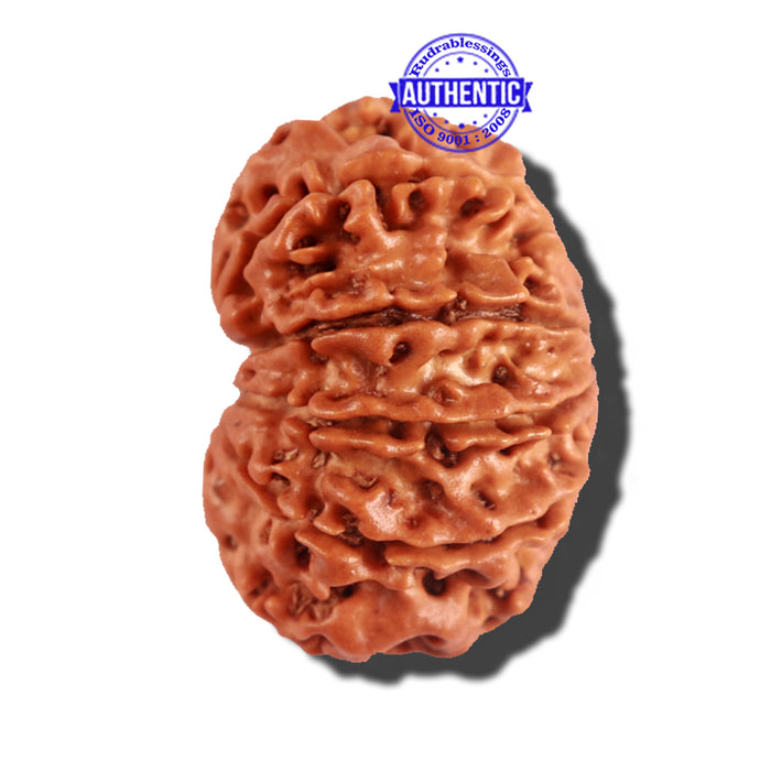 11 Mukhi Nepalese Rudraksha - Bead No. 192