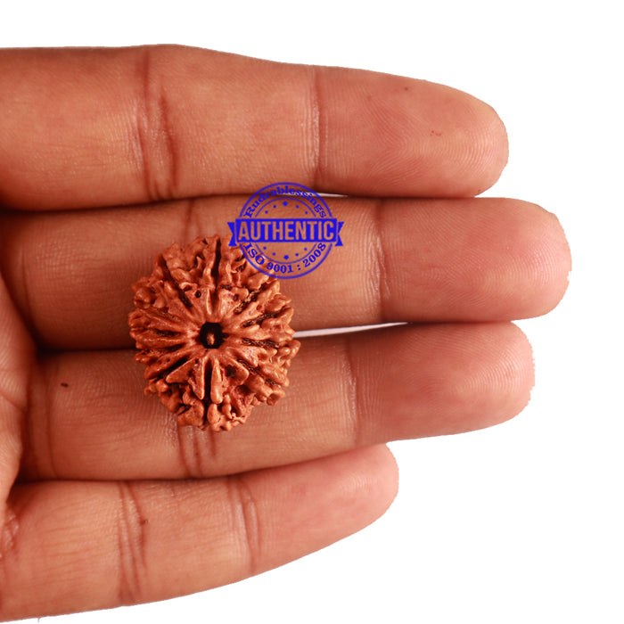 11 Mukhi Nepalese Rudraksha - Bead No. 193