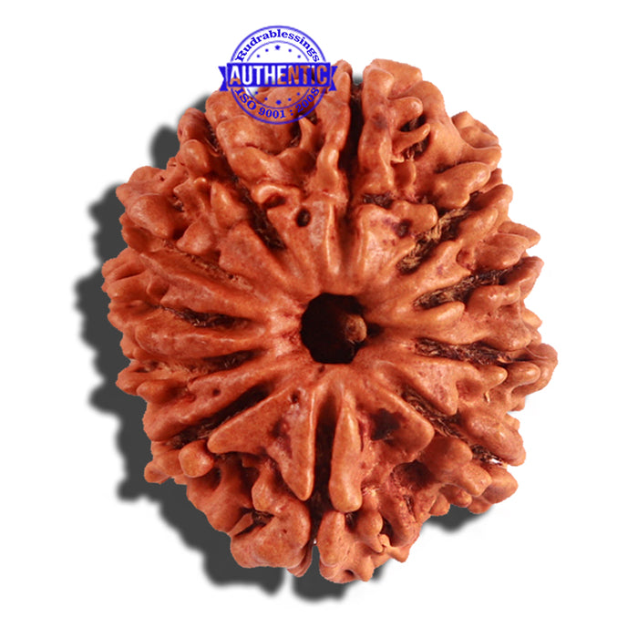 11 Mukhi Nepalese Rudraksha - Bead No. 193