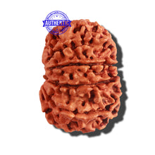 Load image into Gallery viewer, 11 Mukhi Nepalese Rudraksha - Bead No. 193
