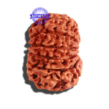 Load image into Gallery viewer, 11 Mukhi Nepalese Rudraksha - Bead No. 193
