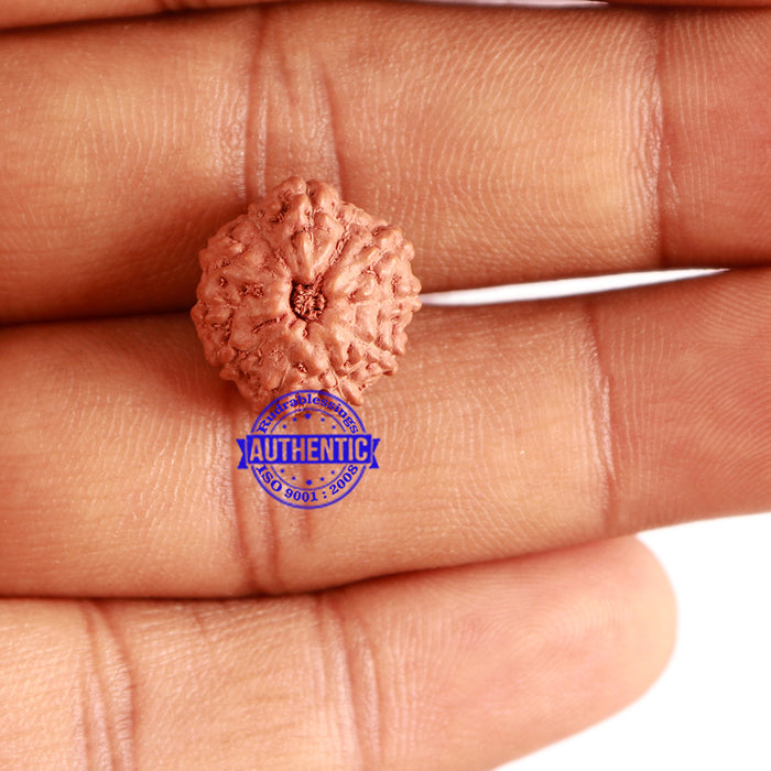11 Mukhi Indonesian Rudraksha - Bead No. 194
