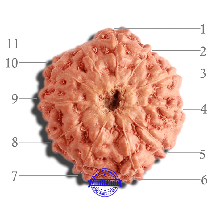 11 Mukhi Indonesian Rudraksha - Bead No. 194