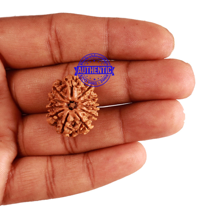 11 Mukhi Nepalese Rudraksha - Bead No. 195