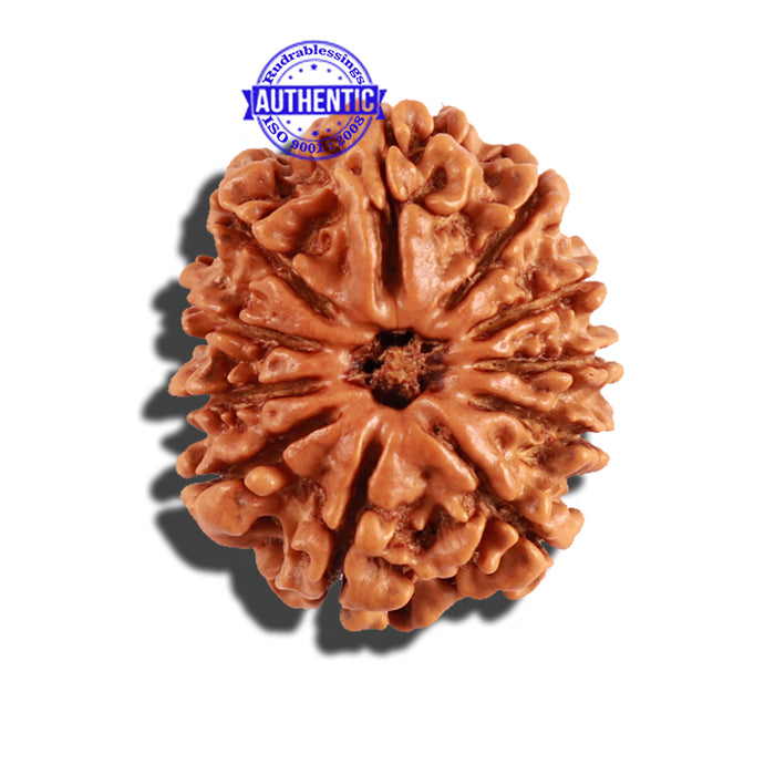 11 Mukhi Nepalese Rudraksha - Bead No. 195