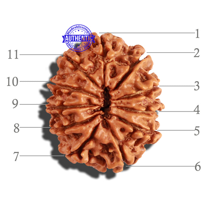 11 Mukhi Nepalese Rudraksha - Bead No. 195