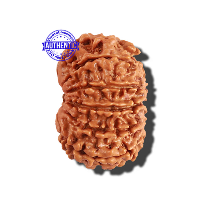 11 Mukhi Nepalese Rudraksha - Bead No. 195