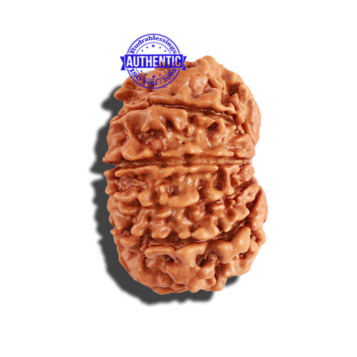 11 Mukhi Nepalese Rudraksha - Bead No. 195