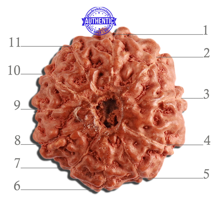 11 Mukhi Indonesian Rudraksha - Bead No. 196