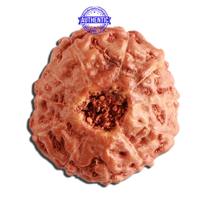 11 Mukhi Indonesian Rudraksha - Bead No. 198