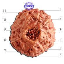 Load image into Gallery viewer, 11 Mukhi Indonesian Rudraksha - Bead No. 198
