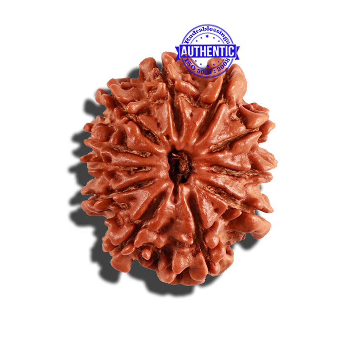 11 Mukhi Nepalese Rudraksha - Bead No. 199