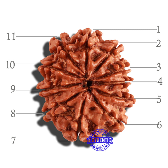 11 Mukhi Nepalese Rudraksha - Bead No. 199