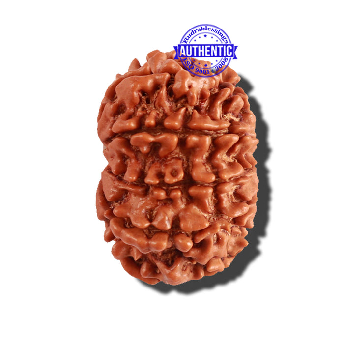 11 Mukhi Nepalese Rudraksha - Bead No. 199