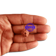 Load image into Gallery viewer, 11 Mukhi Indonesian Rudraksha - Bead No. 200
