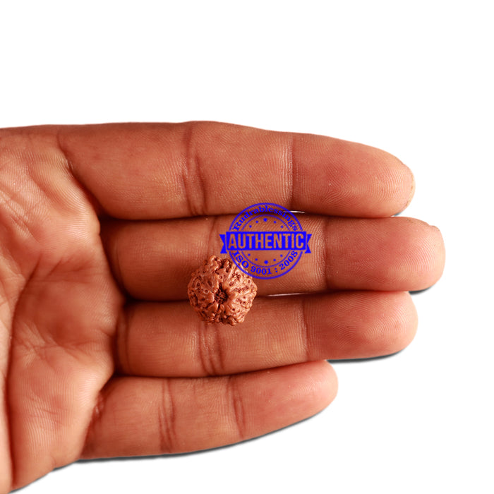 11 Mukhi Indonesian Rudraksha - Bead No. 200