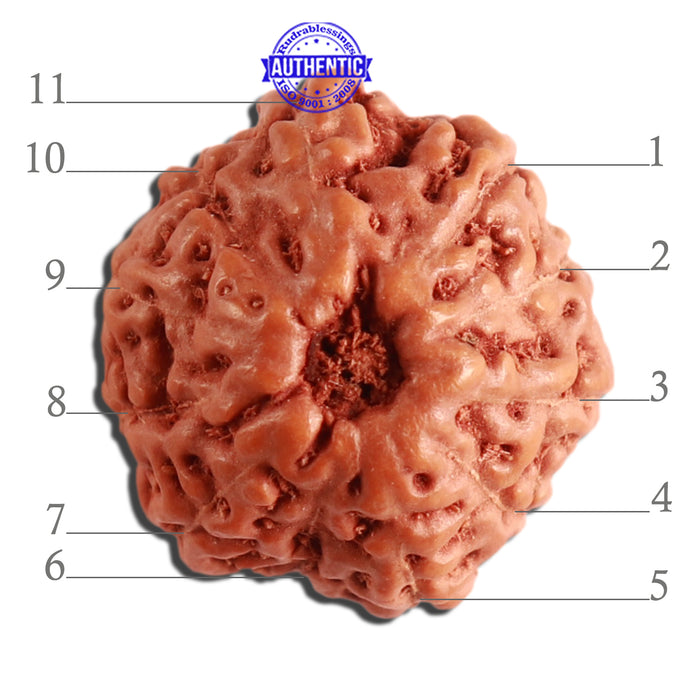 11 Mukhi Indonesian Rudraksha - Bead No. 200