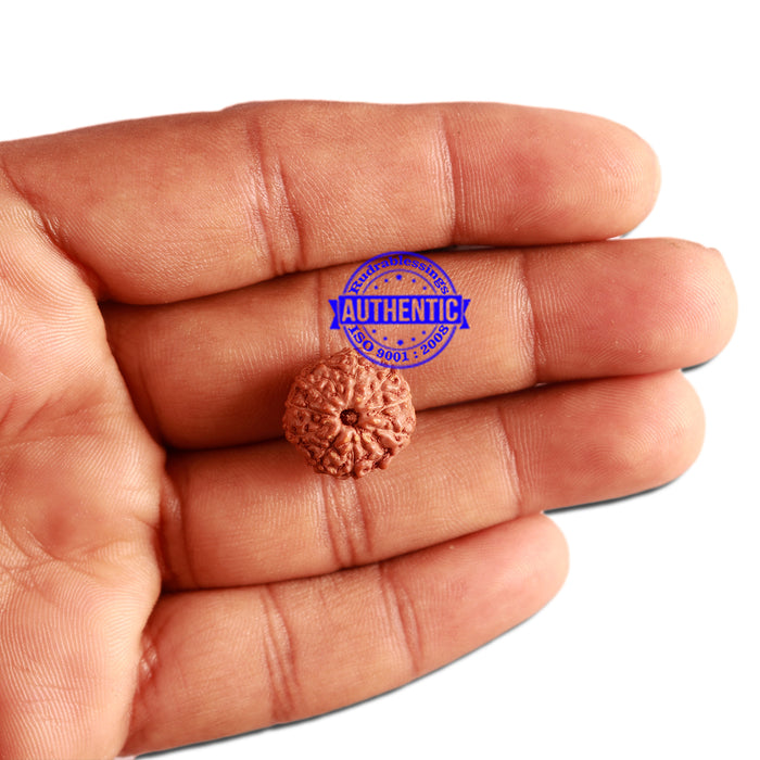 11 Mukhi Indonesian Rudraksha - Bead No. 204