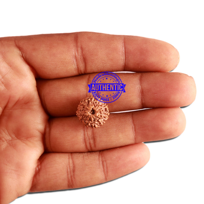11 Mukhi Indonesian Rudraksha - Bead No. 206