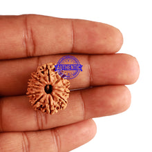 Load image into Gallery viewer, 11 Mukhi Nepalese Rudraksha - Bead No. 206
