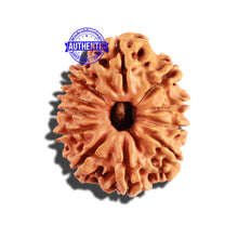 Load image into Gallery viewer, 11 Mukhi Nepalese Rudraksha - Bead No. 206
