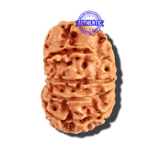 Load image into Gallery viewer, 11 Mukhi Nepalese Rudraksha - Bead No. 206
