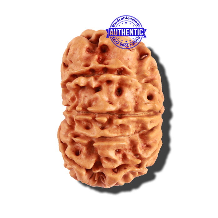 11 Mukhi Nepalese Rudraksha - Bead No. 206