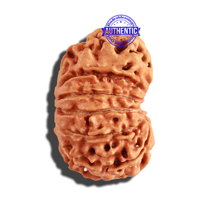11 Mukhi Nepalese Rudraksha - Bead No. 206