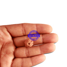 Load image into Gallery viewer, 11 Mukhi Indonesian Rudraksha - Bead No. 207
