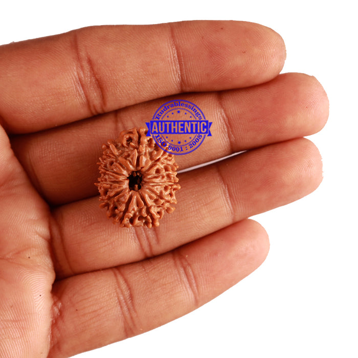 11 Mukhi Nepalese Rudraksha - Bead No. 207