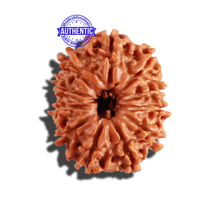 11 Mukhi Nepalese Rudraksha - Bead No. 207