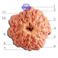 Load image into Gallery viewer, 11 Mukhi Indonesian Rudraksha - Bead No. 207
