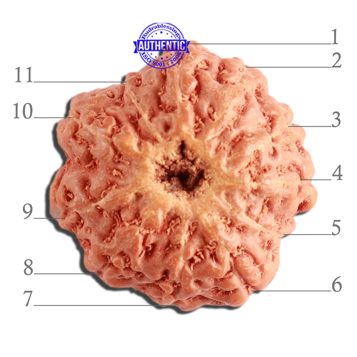 11 Mukhi Indonesian Rudraksha - Bead No. 207