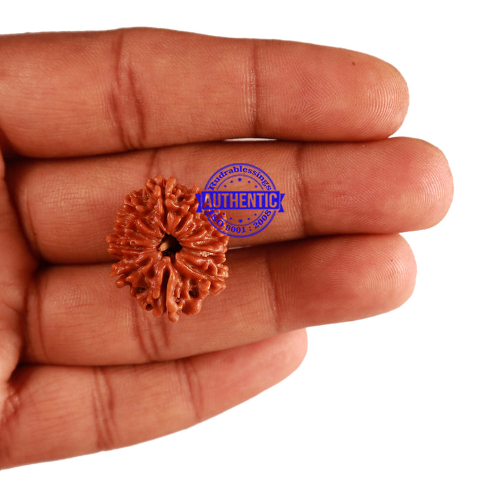 11 Mukhi Nepalese Rudraksha - Bead No. 208