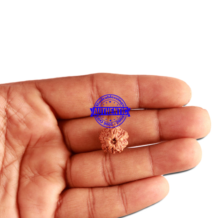 11 Mukhi Indonesian Rudraksha - Bead No. 208
