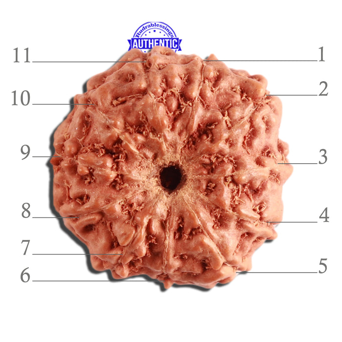 11 Mukhi Indonesian Rudraksha - Bead No. 208