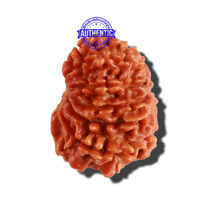 11 Mukhi Nepalese Rudraksha - Bead No. 208