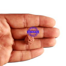 Load image into Gallery viewer, 11 Mukhi Indonesian Rudraksha - Bead No. 209
