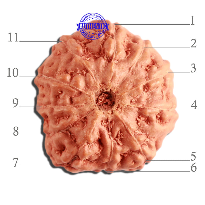 11 Mukhi Indonesian Rudraksha - Bead No. 209