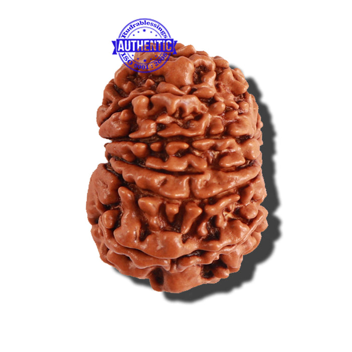 11 Mukhi Nepalese Rudraksha - Bead No. 209