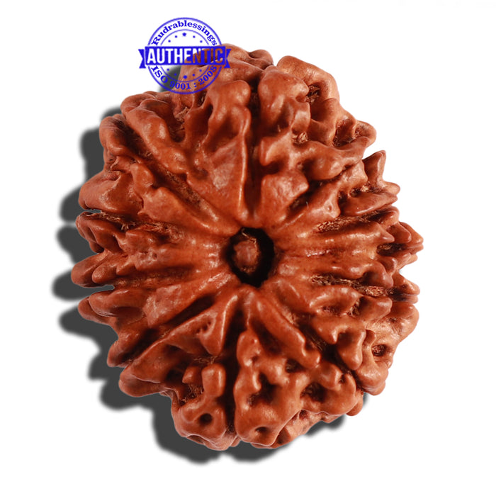 11 Mukhi Nepalese Ganesha Rudraksha - Bead No. 210
