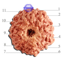 Load image into Gallery viewer, 11 Mukhi Indonesian Rudraksha - Bead No. 210
