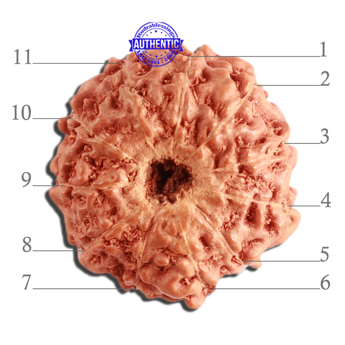 11 Mukhi Indonesian Rudraksha - Bead No. 210