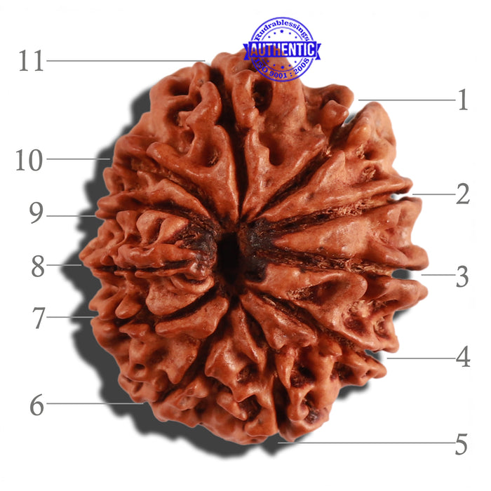 11 Mukhi Nepalese Ganesha Rudraksha - Bead No. 210