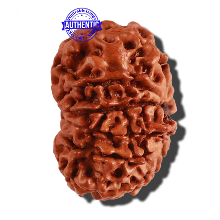11 Mukhi Nepalese Ganesha Rudraksha - Bead No. 210