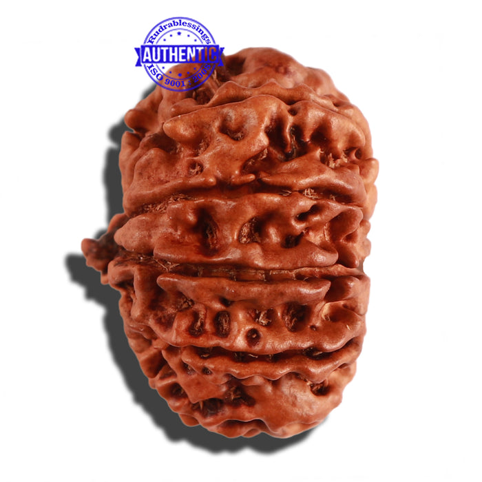 11 Mukhi Nepalese Ganesha Rudraksha - Bead No. 210