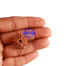 Load image into Gallery viewer, 11 Mukhi Nepalese Ganesha Rudraksha - Bead No. 211
