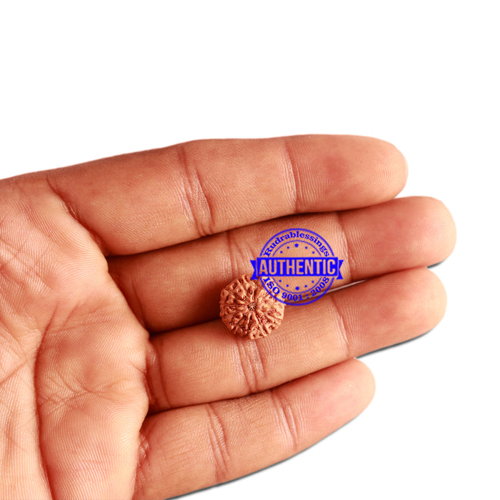 11 Mukhi Indonesian Rudraksha - Bead No. 211