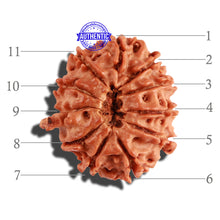 Load image into Gallery viewer, 11 Mukhi Nepalese Ganesha Rudraksha - Bead No. 211
