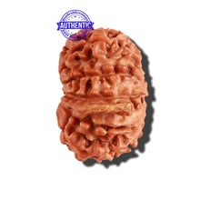 Load image into Gallery viewer, 11 Mukhi Nepalese Ganesha Rudraksha - Bead No. 211
